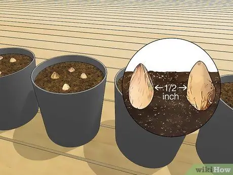 Посадить пальму арека Шаг 3