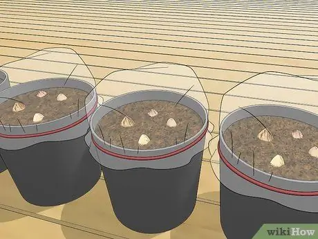 Посадить пальму арека Шаг 5