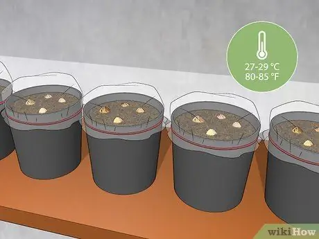 Посадить пальму арека Шаг 6