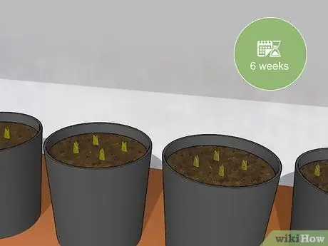 Посадить пальму арека Шаг 7