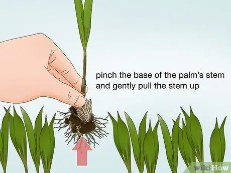 Посадить пальму арека Шаг 8