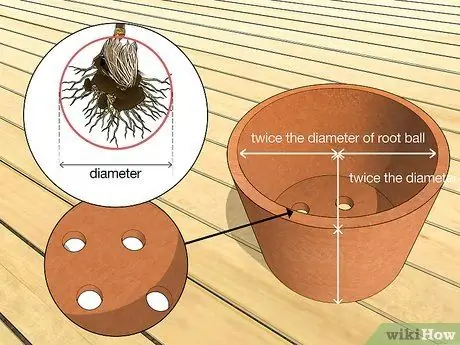 Посадить пальму арека Шаг 9