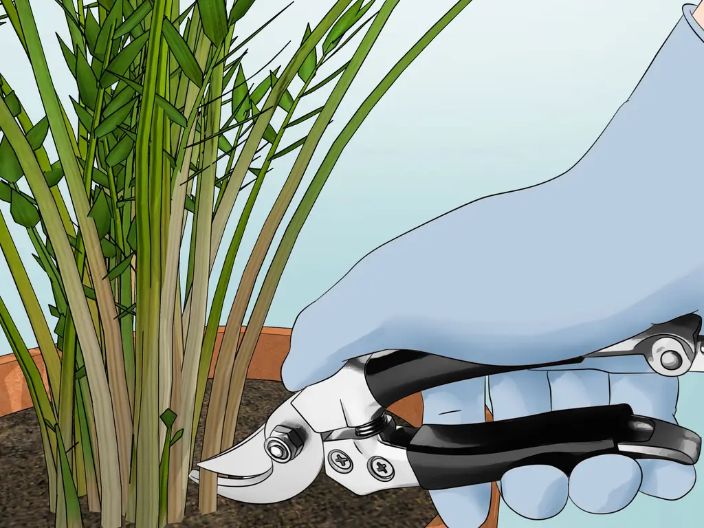 3 простых способа посадить пальму арека