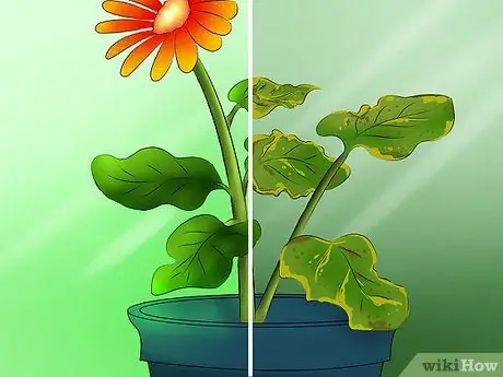 Выберите цветущие комнатные растения Шаг 10