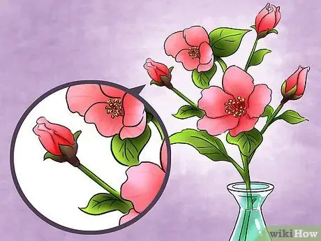 Выберите цветущие комнатные растения Шаг 11