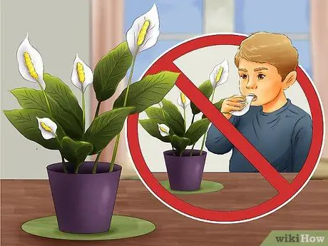 Выберите цветущие комнатные растения Шаг 5