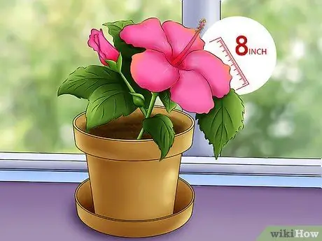 Выберите цветущие комнатные растения Шаг 7