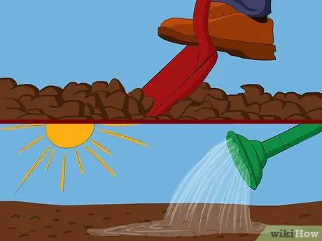 Выращивание японской кровяной травы, шаг 1