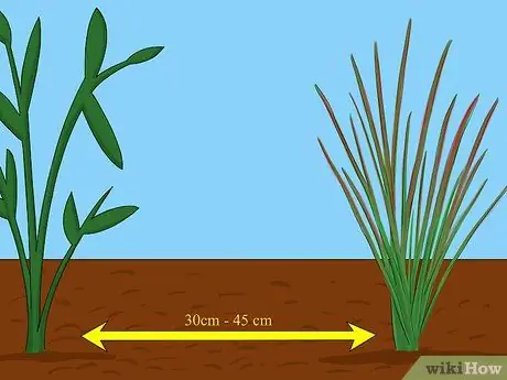 Выращивание японской кровавой травы, шаг 2