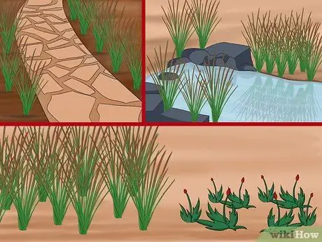 Выращивание японской кровяной травы Шаг 3
