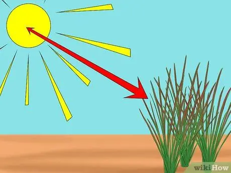 Выращивание японской кровяной травы Шаг 4