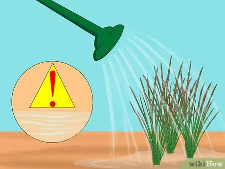 Выращивание японской кровяной травы Шаг 5