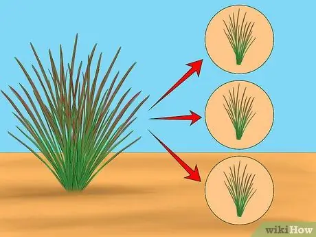 Выращивание японской кровавой травы Шаг 6