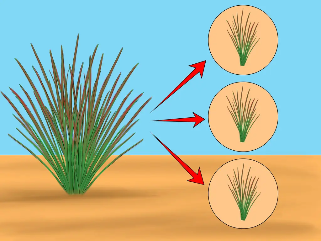 Как вырастить японскую кровавую траву: 6 шагов (с иллюстрациями)