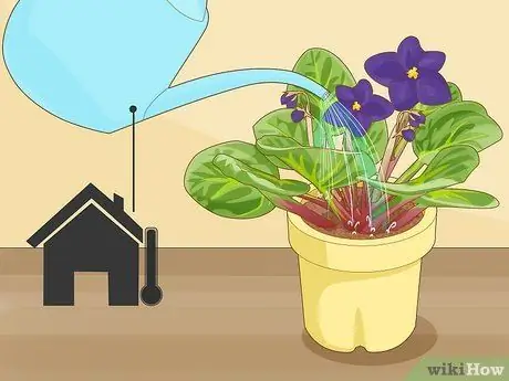 Получите цветение африканских фиалок Шаг 5