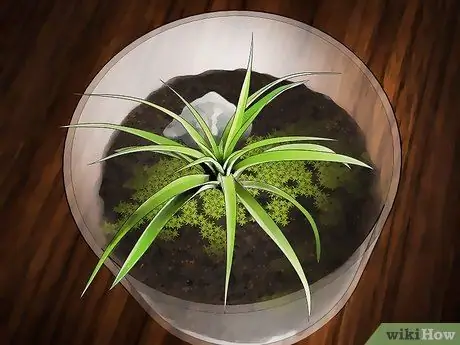 Украсить воздушными растениями Шаг 5