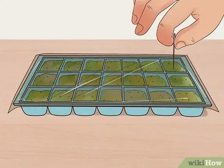 Выращивание цветов из семян Шаг 5