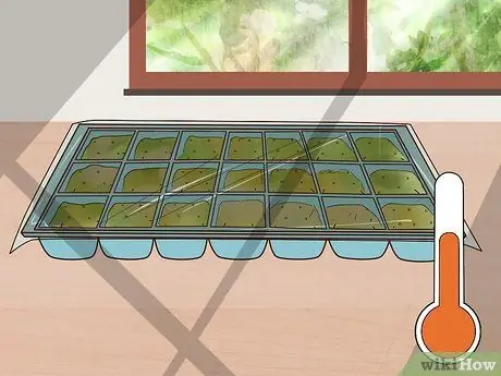 Выращивание цветов из семян Шаг 6