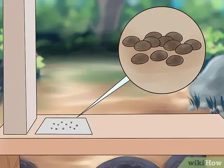 Выращивание цветов из семян Шаг 7