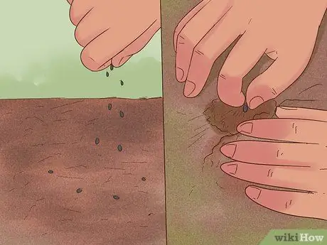 Выращивание цветов из семян Шаг 10