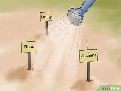 Выращивание цветов из семян Шаг 12