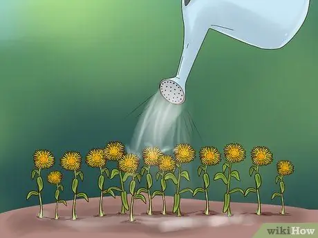 Выращивание цветов из семян Шаг 14