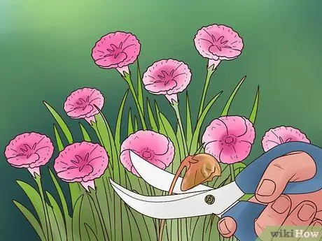 Выращивание цветов из семян Шаг 15