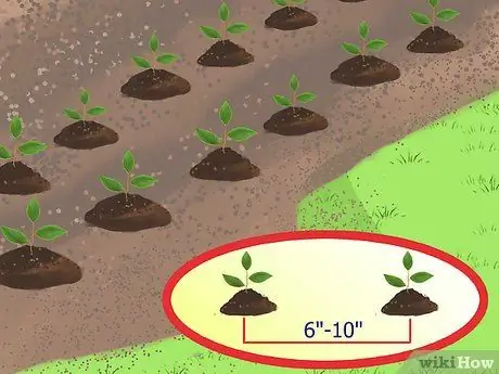 Замените лужайку грунтовочными покрытиями Шаг 10