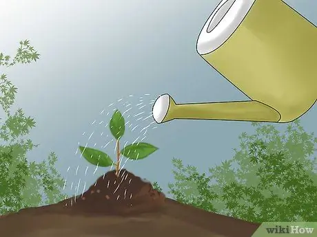 Замените газон грунтовочными покрытиями Шаг 12