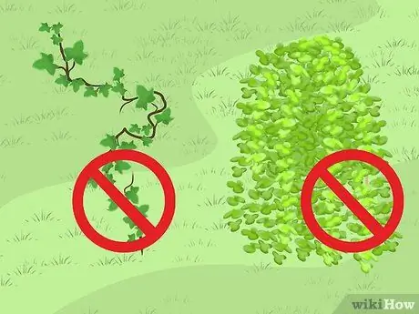 Замените лужайку грунтовочными покрытиями Шаг 4