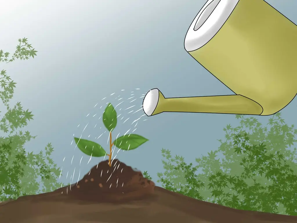 Как заменить газон на почвопокровные покрытия: 12 шагов