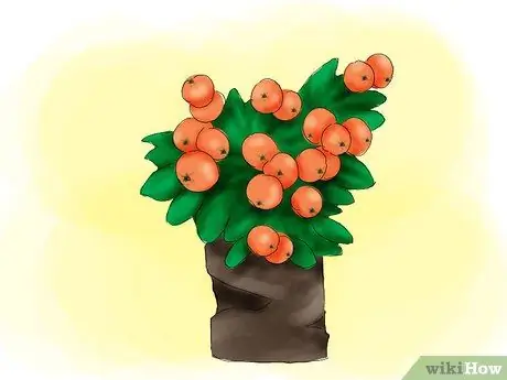 Растение Пираканта Шаг 01