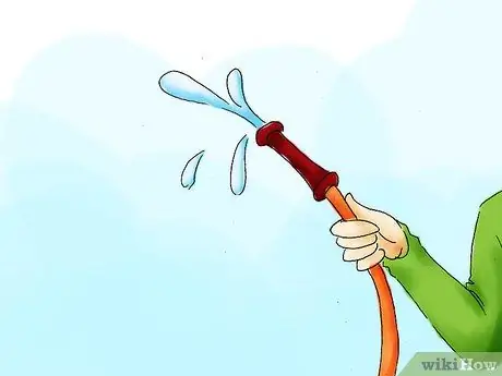 Растение пираканта Шаг 12