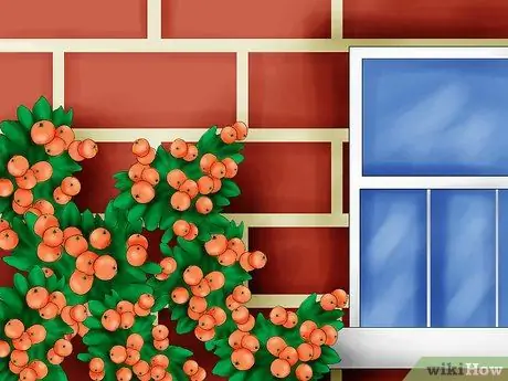 Растение пираканта Шаг 13