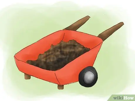 Растение пираканта Шаг 14