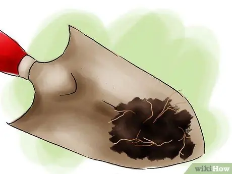 Растение пираканта Шаг 15