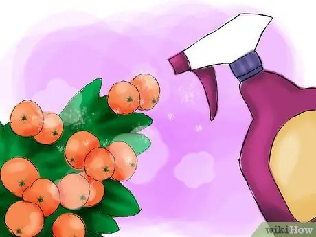 Растение пираканта Шаг 17