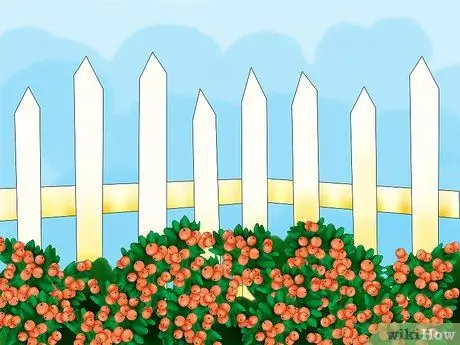 Растение Пираканта Шаг 05