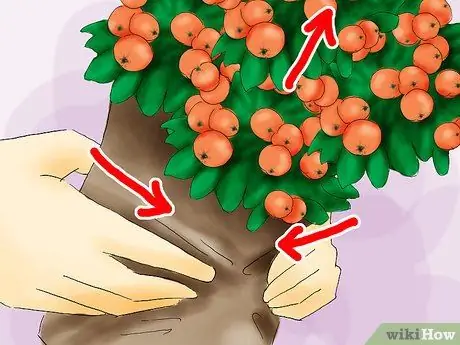 Растение Пираканта Шаг 07