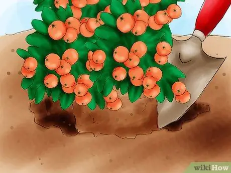 Растение Пираканта Шаг 08