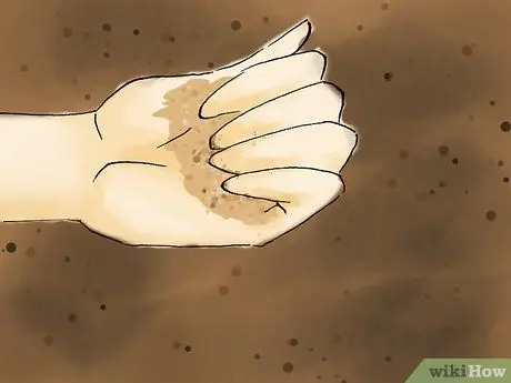 Растение пираканта Шаг 09