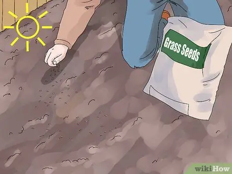 Растение Пейзаж Травы Шаг 10