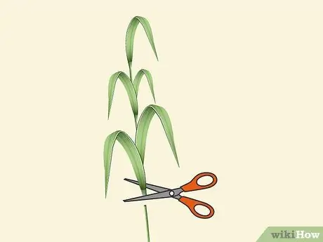 Растение Napier Grass Шаг 1