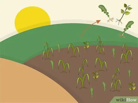 Растение Napier Grass Шаг 10