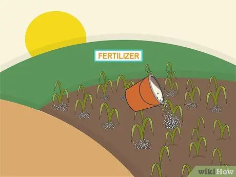 Растение Napier Grass Шаг 11
