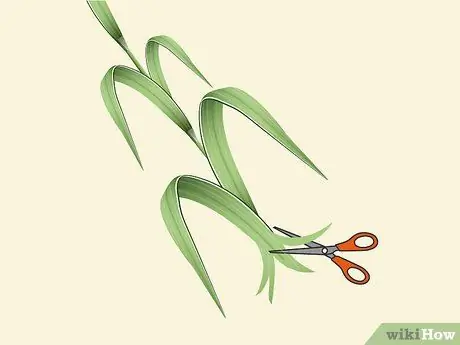 Растение Napier Grass Шаг 2