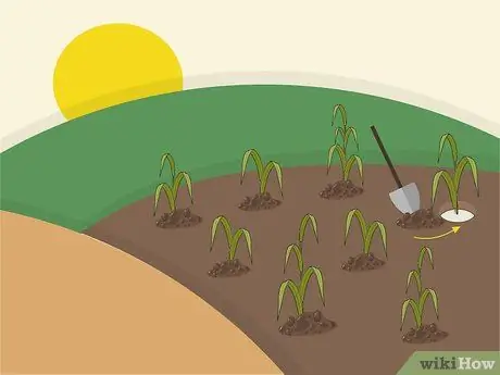 Растение Napier Grass Шаг 5