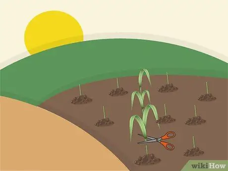 Растение Napier Grass Шаг 6