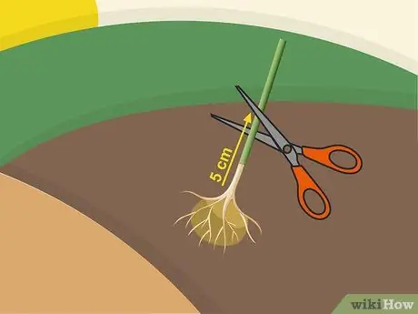 Растение Napier Grass Step 8