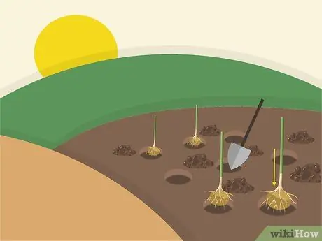Посадить Napier Grass Step 9